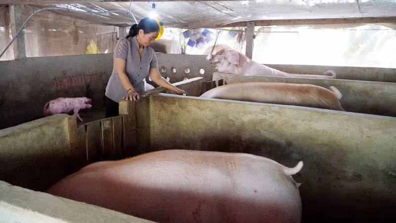 Bà Lái Thị Tật chăm sóc đàn lợn.