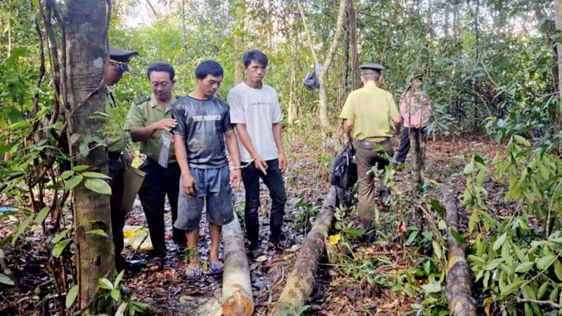 Lực lượng chức năng phát hiện, bắt giữ các đối tượng khai thác rừng trái phép. 