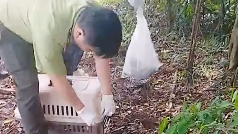 Thả động vật hoang dã về lại môi trường tự nhiên ở Vườn quốc gia U Minh Thượng.