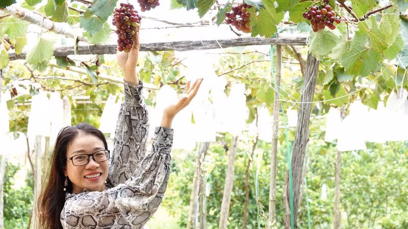 Du khách tham quan vườn nho ở xã Cửa Dương, thành phố Phú Quốc.