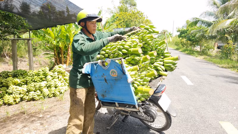 Người dân vận chuyển chuối bằng xe máy ra các địa điểm tập kết.