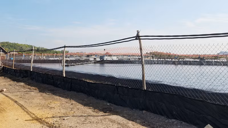 Cơ sở nuôi tôm công nghiệp.