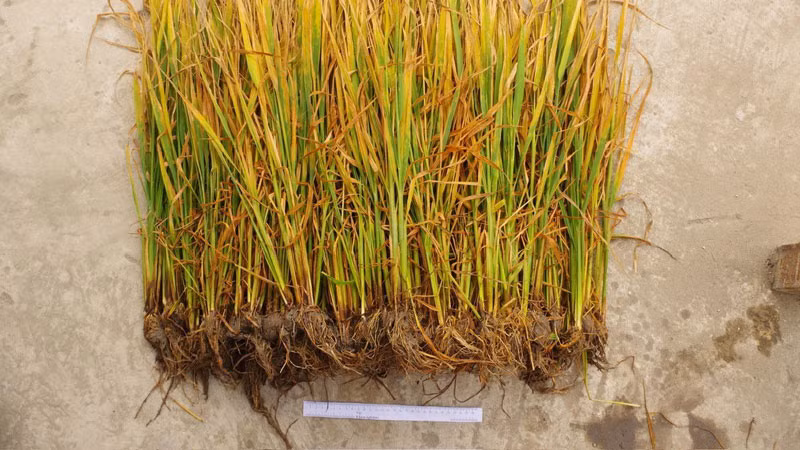 Lúa bị phun thuốc diệt cỏ có hiện tượng bị vàng lá và chết dần.