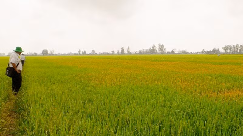 Vùng lúa của anh Đ.N.T bị phun thuốc diệt cỏ có hiện tượng bị vàng lá và chết dần. 