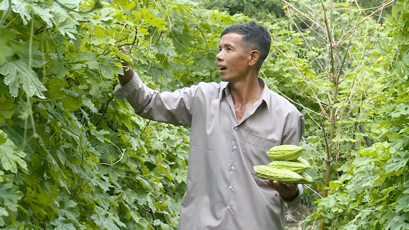 Ông Danh Kha thu hoạch khổ qua.