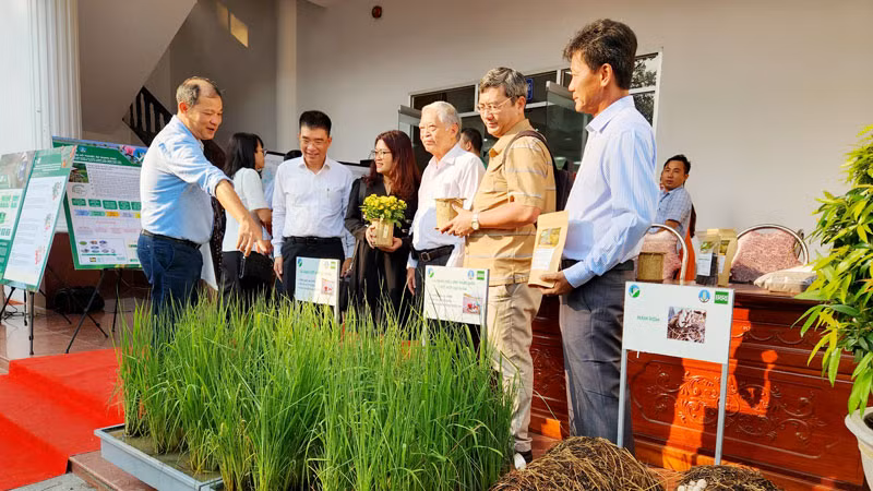 Đại biểu tham quan mô hình trồng lúa sạ hàng kết hợp vùi phân rơm.