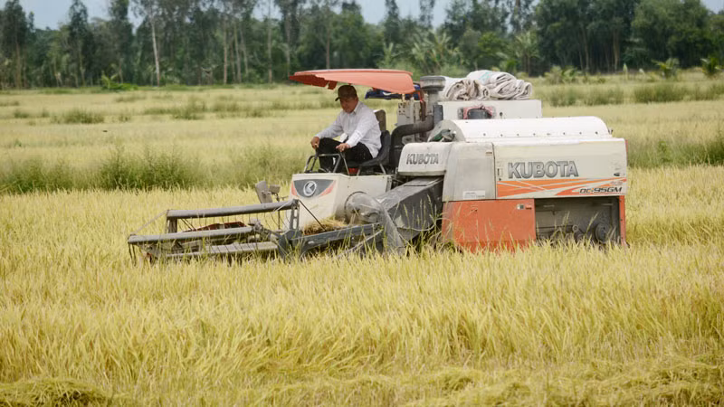 Nông dân Kiên Giang thu hoạch lúa.