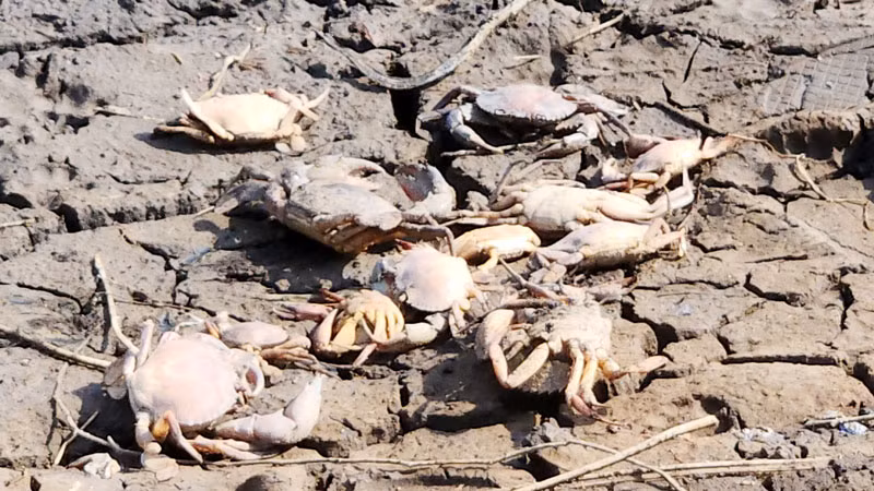 Dòng kênh Đồn Tả và kênh Bà Lý bị ô nhiễm môi trường, gây chết hàng loạt tôm, cua của các hộ nuôi quảng canh gần đó.