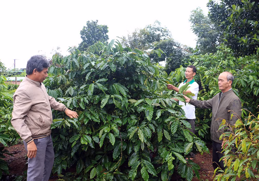 Các thành viên Tổ khuyến nông cộng đồng xã Ia Hrung, huyện Ia Grai (Gia Lai) chia sẻ kinh nghiệm trồng, chăm sóc cà-phê. (Ảnh: QUANG TẤN)