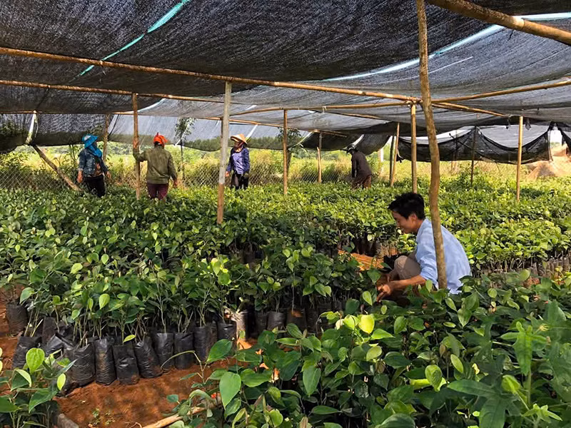 Mô hình trồng hồ tiêu hữu cơ góp phần nâng cao thu nhập cho người dân xã Gio An, huyện Gio Linh, Quảng Trị.