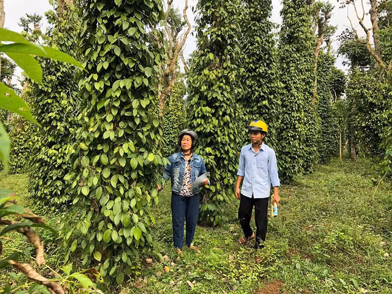 Mô hình trồng hồ tiêu hữu cơ góp phần nâng cao thu nhập cho người dân xã Gio An, huyện Gio Linh, tỉnh Quảng Trị.