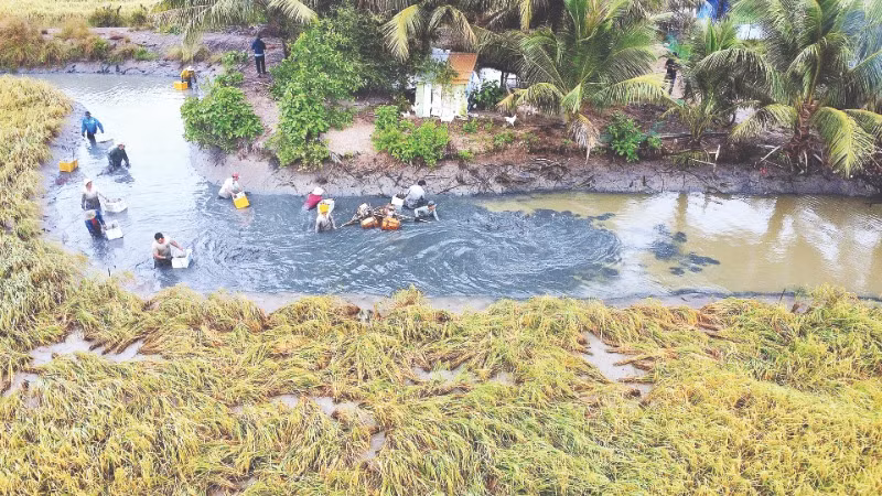 Ruộng lúa vàng óng ả trên địa bàn huyện Thới Bình (tỉnh Cà Mau) vào vụ chín rộ thu hoạch tôm càng xanh.