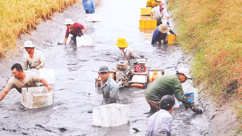 Nông dân huyện Thới Bình (tỉnh Cà Mau) thu hoạch tôm càng xanh.