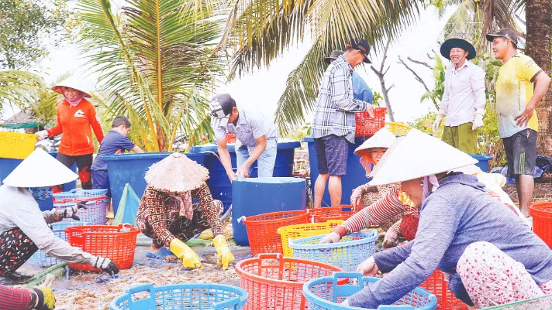 Tôm càng xanh sau khi thu hoạch ở ruộng lúa được chuyển vào sân nhà rửa sạch trước khi bán cho thương lái.