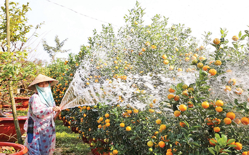 Người trồng quất cảnh tại Hội An rất phấn khởi vì vụ Tết Nguyên đán Ất Tỵ năm 2025 được mùa, được giá.