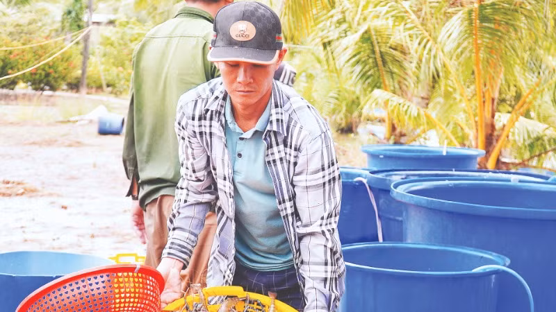 Thương lái vào tận nơi thu mua tôm càng xanh với giá từ 100.000-130.000đồng/kg, nông dân thu lời khoảng 40 triệu đồng/ha.