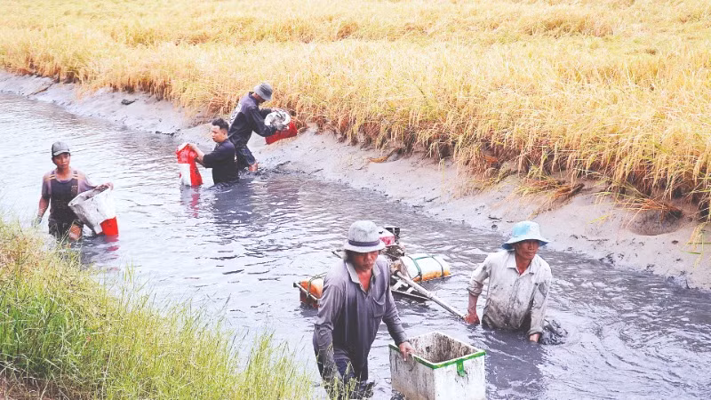 Nông dân xã Biển Bạch Đông (huyện Thới Bình) thu hoạch tôm càng xanh bằng cách thức thủ công.