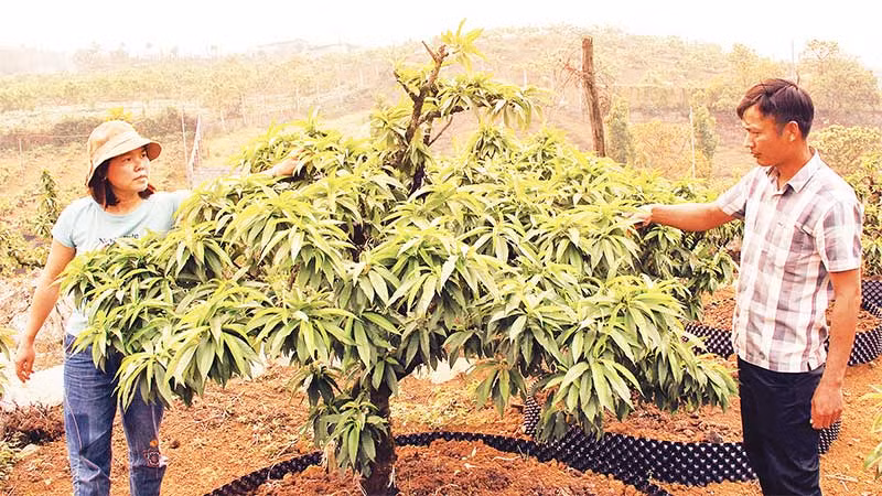 Những gốc đào thất thốn đã giúp anh Nguyễn Xuân Tuấn thu về hơn hai tỷ đồng trong dịp Tết Nguyên đán Quý Mão 2023.