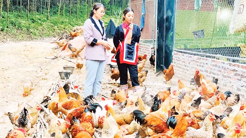 Mô hình nuôi gà bản ở xã Quảng Lâm, huyện Đầm Hà mang lại giá trị kinh tế cao.