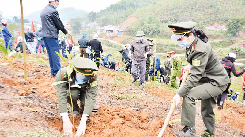 Cán bộ kiểm lâm tỉnh Yên Bái tham gia trồng rừng tại huyện Yên Bình.