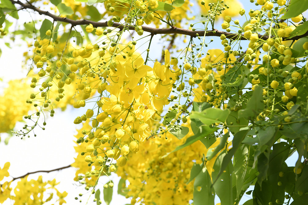 Loài cây thân và cành nhỏ bé nhưng nặng trĩu hoa, bung nở thành từng chùm dài đung đưa trong gió. Loài cây thân và cành nhỏ bé nhưng nặng trĩu hoa, bung nở thành từng chùm dài đung đưa trong gió.