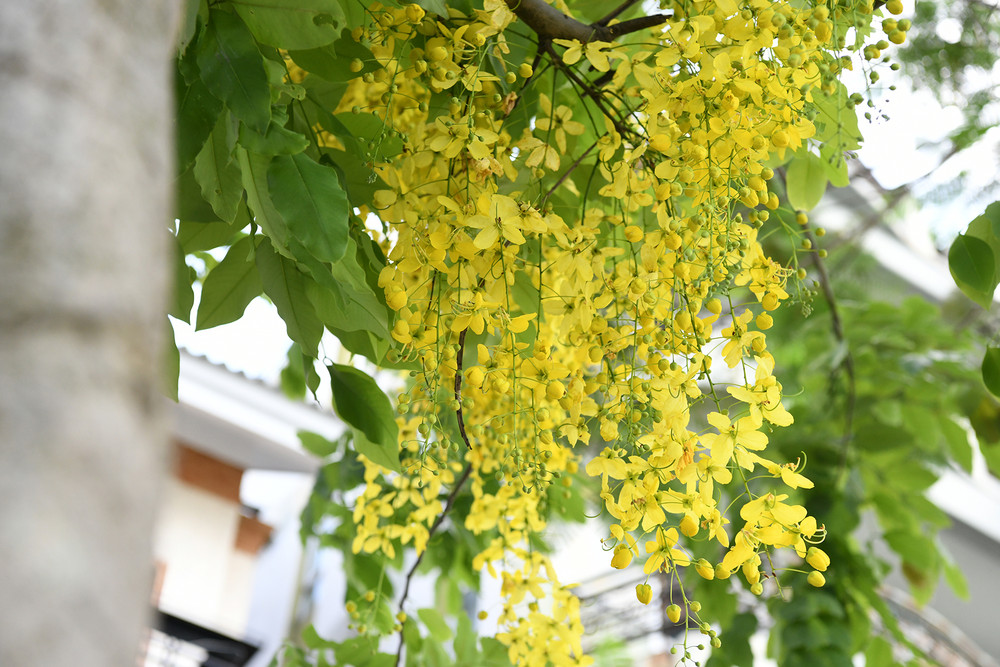 Muồng hoàng yến, còn có tên gọi là hoa bò cạp vàng, muồng hoàng hậu, có nguồn gốc từ Nam Á và được coi là quốc hoa của Thái Lan. Không chỉ đẹp bởi sắc hoa rực rỡ, loài cây này còn mang ý nghĩa biểu trưng cho sự may mắn và niềm tin vào tương lai tươi sáng. Muồng hoàng yến, còn có tên gọi là hoa bò cạp vàng, muồng hoàng hậu, có nguồn gốc từ Nam Á và được coi là quốc hoa của Thái Lan. Không chỉ đẹp bởi sắc hoa rực rỡ, loài cây này còn mang ý nghĩa biểu trưng cho sự may mắn và niềm tin vào tương lai tươi sáng.