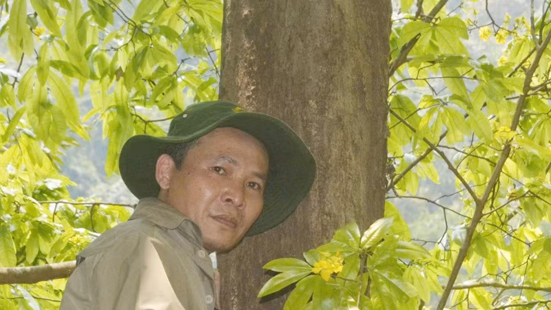 Cây mai cổ thụ có đường kính khoảng 60cm.