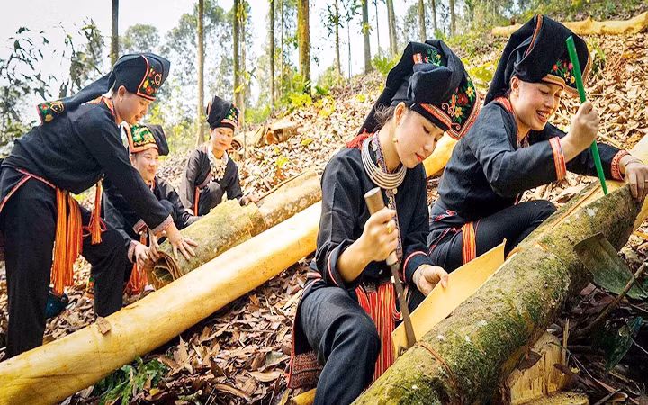 Đồng bào Dao huyện Văn Yên, tỉnh Yên Bái thu hoạch quế, nâng cao mức thu nhập tại vùng khó khăn. (Ảnh: THANH SƠN)