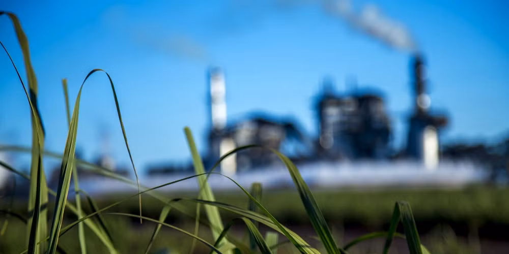 Các Công ty đa quốc gia như Nestle, Pepsi, Coca Cola, Unilever… đều có nhu cầu lớn về nguồn đường tinh luyện để làm nguyên liệu đầu vào đáp ứng sản xuất công nghiệp cho ra các sản phẩm chất lượng cao