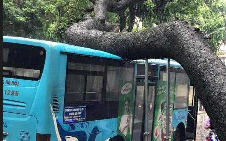 Cây xanh trên phố Tăng Bạt Hổ (quận Hai Bà Trưng, Hà Nội) bị bật gốc, đè vào xe buýt trong ngày 5/8.