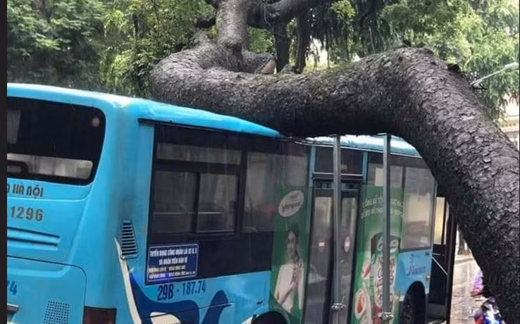 Cây xanh trên phố Tăng Bạt Hổ (quận Hai Bà Trưng, Hà Nội) bị bật gốc, đè vào xe buýt trong ngày 5/8.