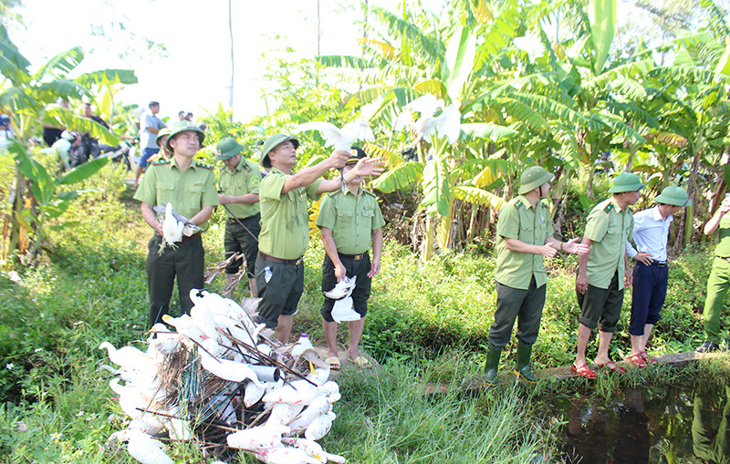 Lực lượng chức năng Nghệ An thả chim trời do các đối tượng săn bắt bị thu giữ về thiên nhiên.