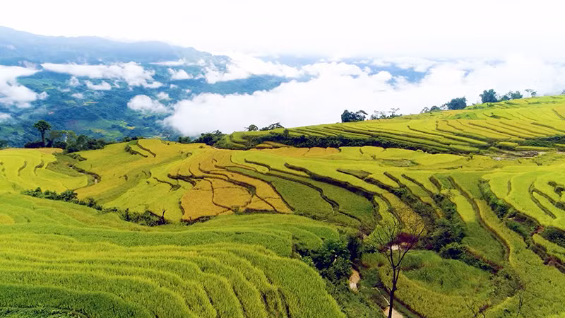 Ruộng bậc thang mùa lúa chín tại xã Hồng Thái, huyện Na Hang.