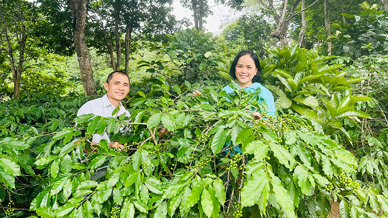 Chị Lương Thị Ngọc Trâm và anh Phan Hồng Phong ở vườn cà-phê arabica Khe Sanh.