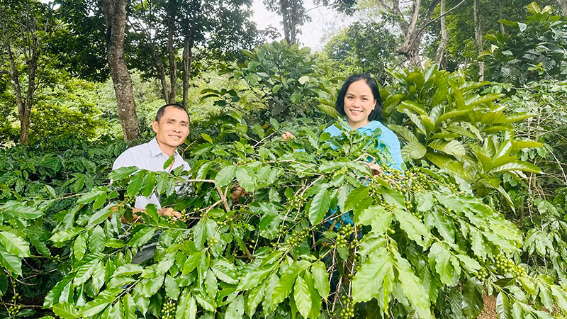 Chị Lương Thị Ngọc Trâm và anh Phan Hồng Phong ở vườn cà-phê arabica Khe Sanh.