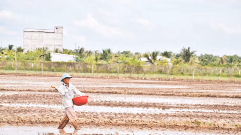 Nông dân Nguyễn Văn Quý, xã Thạnh Nhựt, huyện Gò Công Tây (Tiền Giang) xuống giống lúa hè thu 2024.