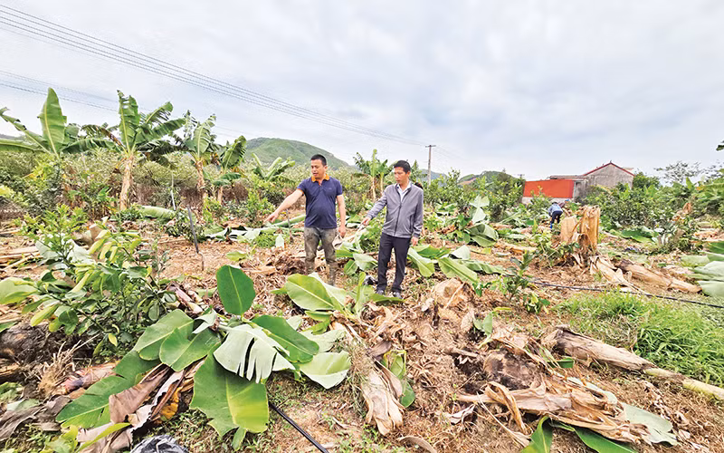 Cán bộ xã Tân Quang (huyện Lục Ngạn) trao đổi với hộ anh Trần Bá Điệp (bên trái) phương án khắc phục hậu quả bão số 3.