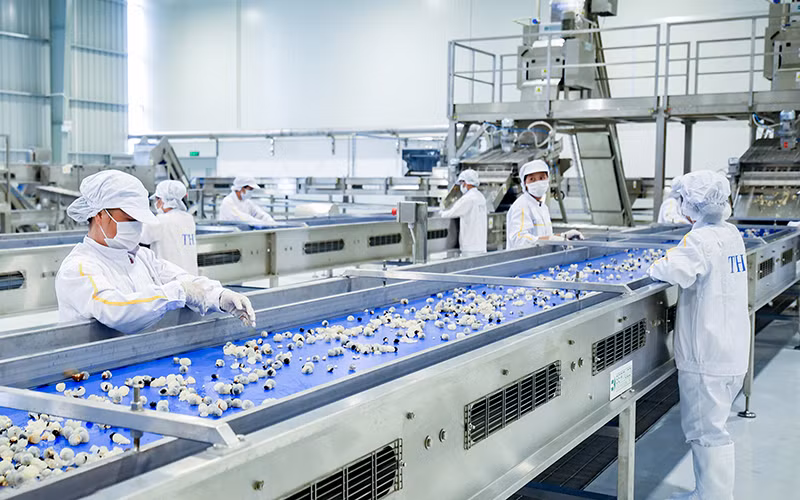 Chế biến hoa quả tươi và thảo dược tại nhà máy của Tập đoàn TH (huyện Vân Hồ, tỉnh Sơn La). (Ảnh TUỆ LINH)