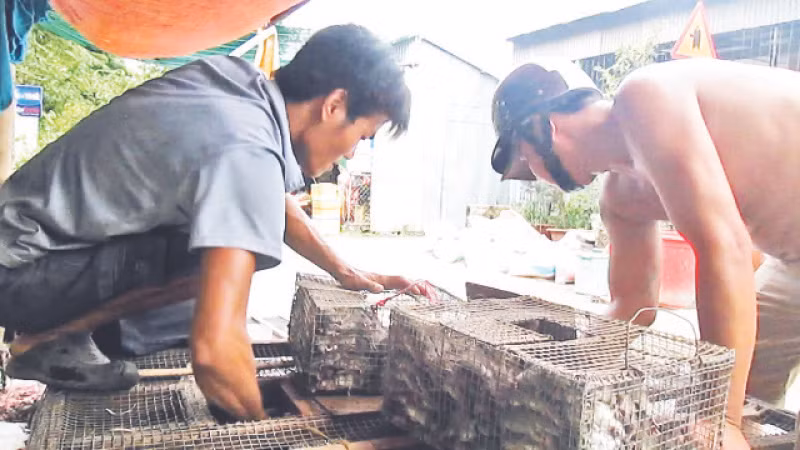  Chuột đồng được gom về các vựa tại chợ Phù Dật ở ấp Bình Chiến, xã Bình Chánh, huyện Châu Phú, tỉnh An Giang.