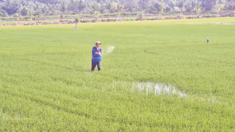 Nông dân bón phân cho lúa hè thu vào chiều mát theo khuyến cáo của ngành nông nghiệp.