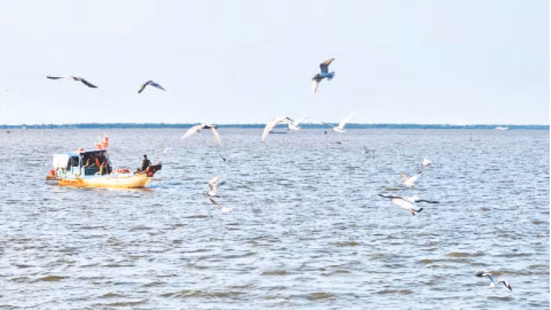 Chim hải âu chao liệng cánh săn mồi ở cửa biển thành phố Rạch Giá, tạo nên khung cảnh tuyệt đẹp.