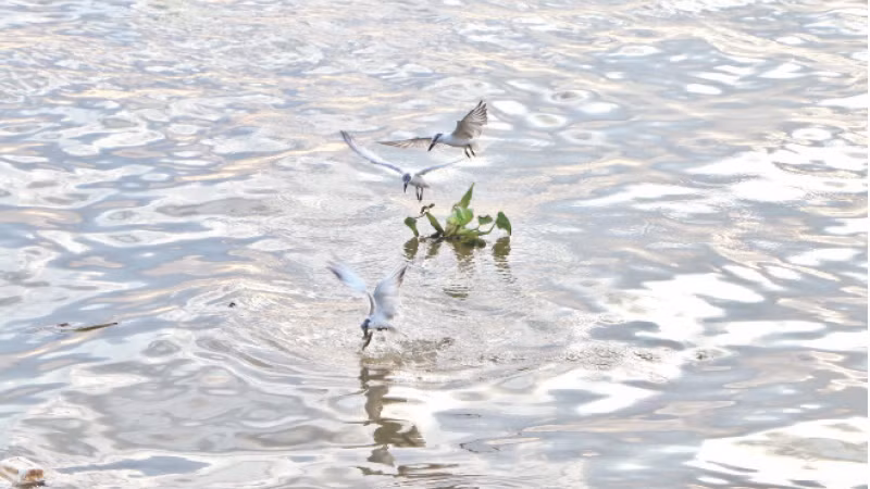 Từ tháng 2 đến tháng 4 hằng năm, những đàn hải âu di cư về cửa biển thành phố Rạch Giá để săn mồi.