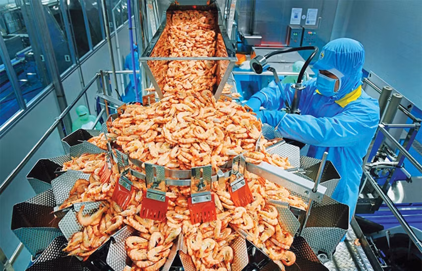 Chế biến tôm xuất khẩu.