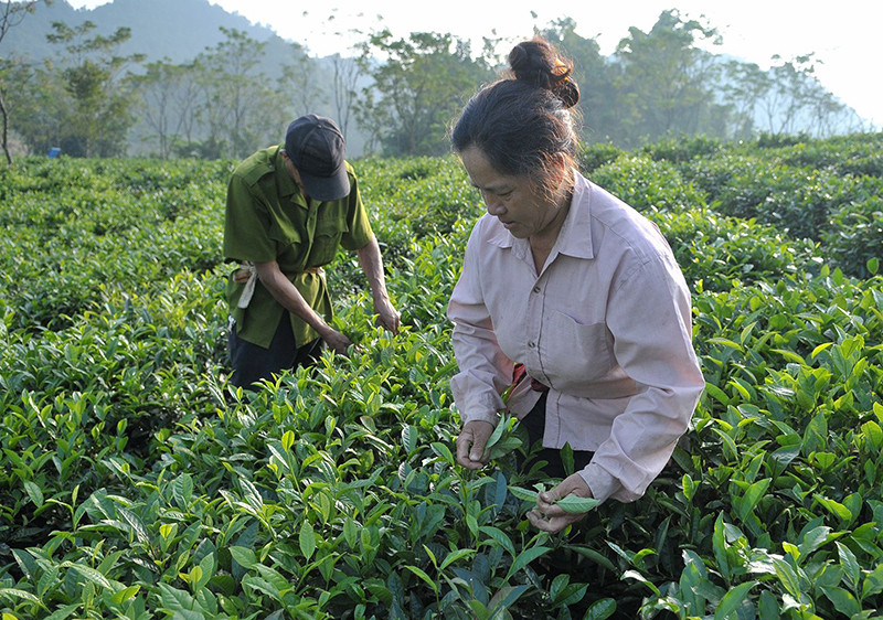 Người dân thu hoạch chè tại thị trấn Mộc Châu (Sơn La). Đây là những người thuộc diện khu vực phi chính thức cần các chính sách khuyến khích tham gia bảo hiểm xã hội. (Ảnh NGUYỄN ĐĂNG)