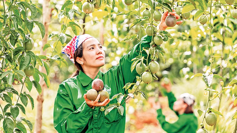 Chanh dây-một trong số sản phẩm trái cây chủ lực xuất khẩu của tỉnh Gia Lai.