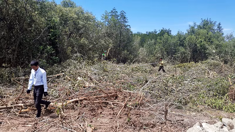 Cơ quan chức năng tỉnh Sóc Trăng phát hiện, xử lý một trường hợp khai thác rừng tự phát trên đất nông trường.