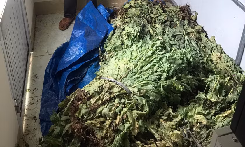 Phát hiện hộ dân trồng trái phép gần 500 cây anh túc