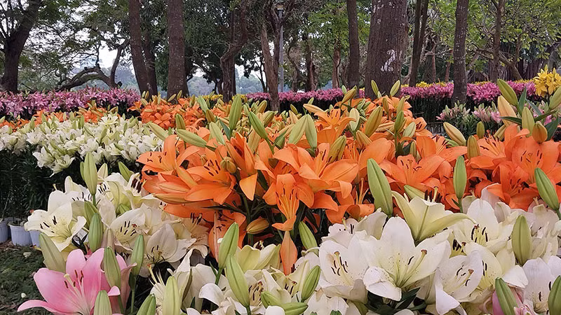 Rừng hoa ly tại Công viên Thống Nhất.