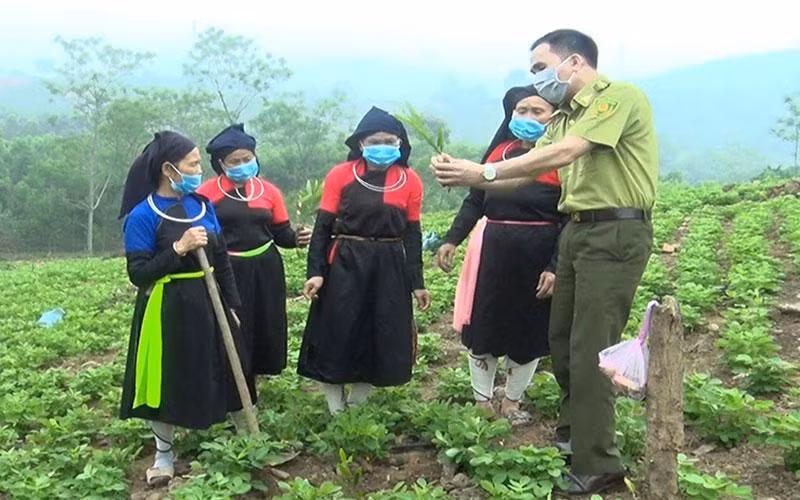 Cán bộ kiểm lâm hướng dẫn kỹ thuật trồng rừng cho người dân.