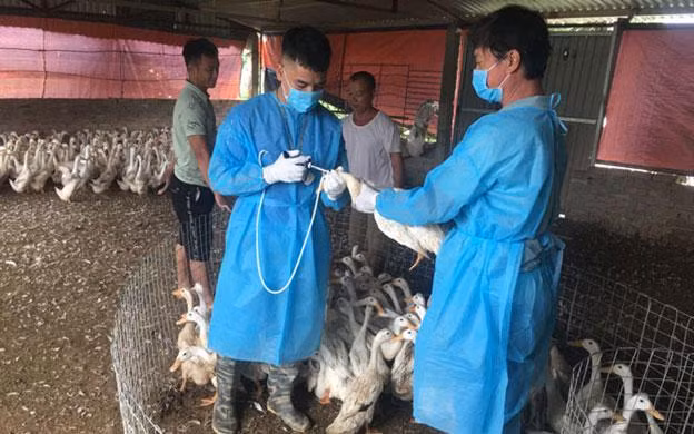 Cán bộ thú y Hà Nội tiêm phòng vaccine cho đàn gia cầm để phòng, chống dịch cúm gia cầm. (Ảnh: DUNG THU)